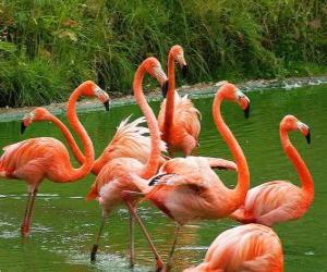 Puzzle Τα φλαμίνγκο στο νερό, μεγάλο υδρόβιων πτηνών με ροζ φτέρωμα
